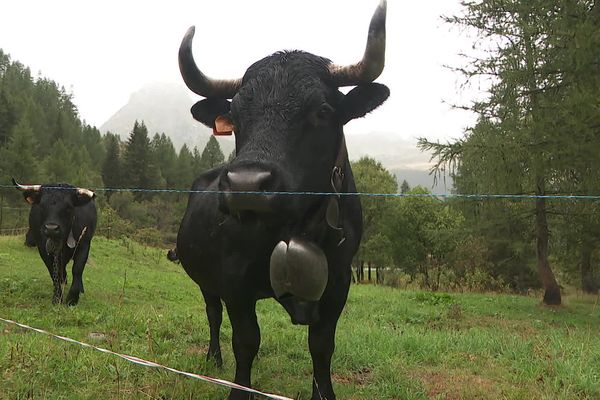 L'élu est un ancien agriculteur. Envoyé aux urgences, il souffre de deux côtes cassées.