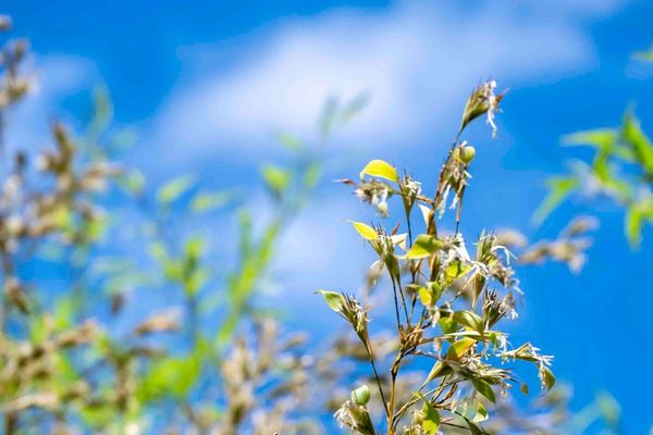 La floraison exceptionnelle des bambous, Phyllostachys nigra 'Henonis'