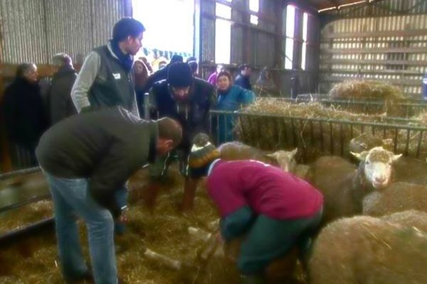 Le concours des ovinpiades à Auzebosc près d'Yvetot mardi 20 janvier