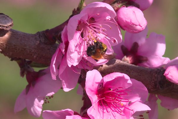 Climat : des vergers déjà en fleurs - mars 2024