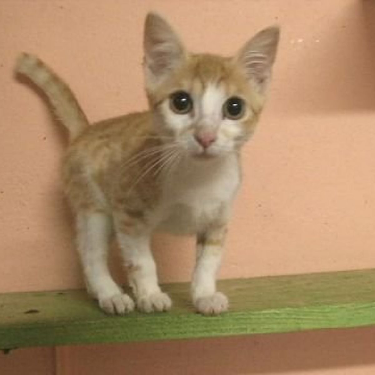 Belfort De Plus En Plus D Abandons De Chiens Et De Chats