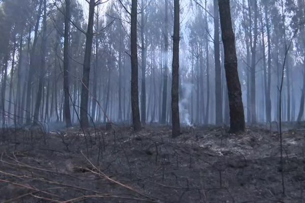 200 hectares de forêt de pins ont brûlé au nord-est de Mont-de-Marsan