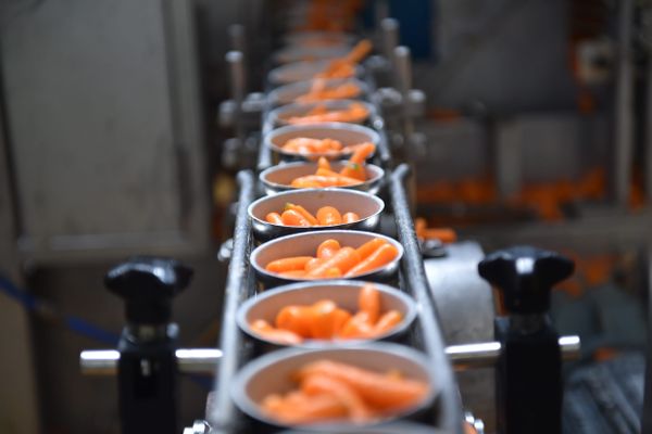 Petits pois et carottes font partie des nombreux légumes mis en conserve par le groupe D'Aucy, un des leaders du secteur de l'agroalimentaire en France. (Locminé, Morbihan)