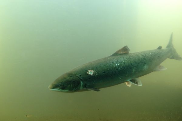 Voici le millième saumon qui a été enregistré au niveau de la passe à poissons a Vichy (03). Une année exceptionnelle, ici comme sur tout le bassin de la Loire d'après les observateurs de l'association Lorgrami qui effectue comptage et études scientifiques.