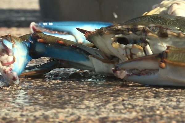 Particulièrement vorace et invasif, le crabe bleu est reconnaissable à la couleur de ses pinces. Celles de la femelle sont teintées de rouge à leur pointe.