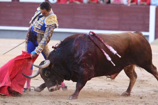  De pelage marron et de superbe couvre-chef, "Verbereno" demeurera comme l'un des plus importants toros de la saison 2013. Sauf pour le palco des juges.   