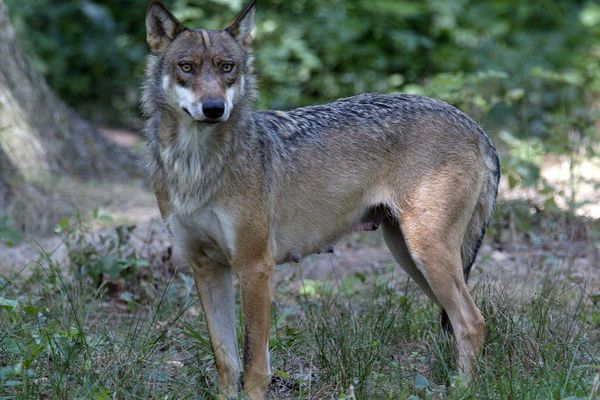 Photo d'illustration - une louve dans le Parc animalier de Thoiry.