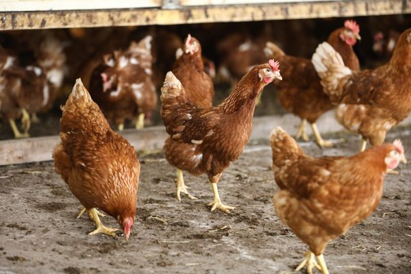 Les habitants de Vaugeton protestent contre un projet d'élevage de 150 000 poules pondeuses