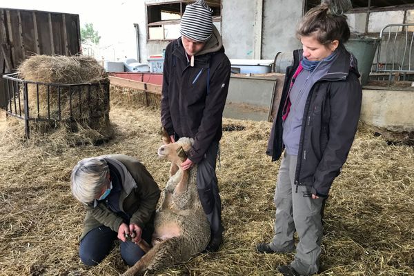 Claire-Anne et Jeff ont choisi de passer la période de confinement chez une éleveuse de brebis de La Mure, en Isère