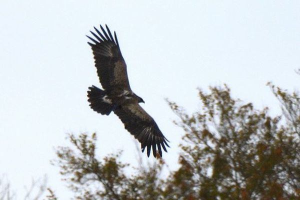 L'aigle criard Tõnn a été observé par le photographe Claude Nardin cette semaine dans le Territoire de Belfort.