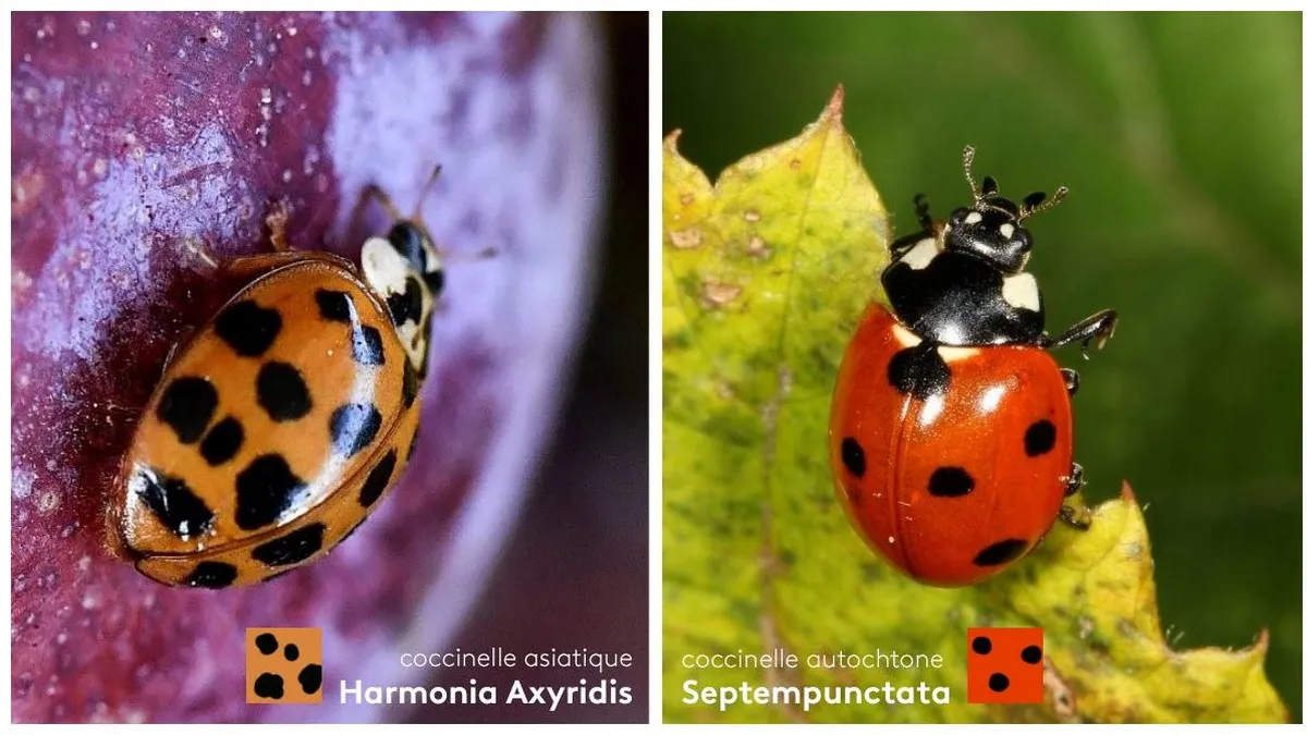 Les Coccinelles Asiatiques Pullulent Faut Il S En Inquieter