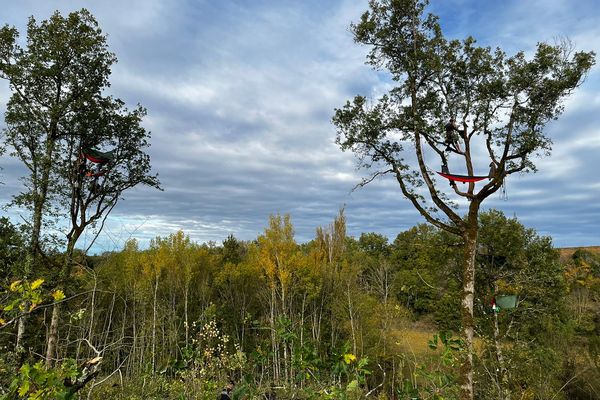 L'un des écureuils toujours perchés dans un arbre sur la commune de Cuq-Toulza (Tarn)