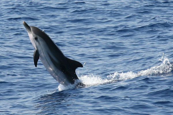 Dauphin au large de Nice, en Méditerranée