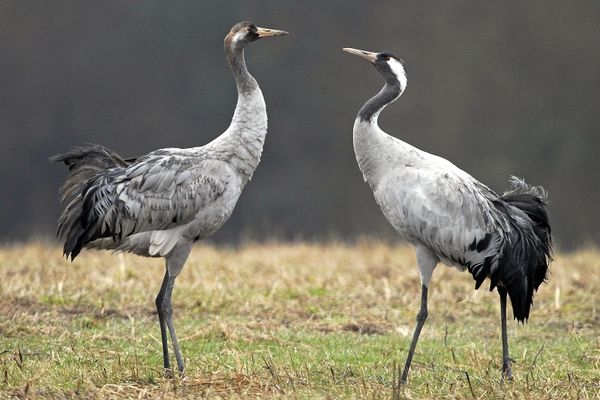 Parmi les sorties en famille pouvant être faites sans le masque : observer l'envol des grues cendrées au lac du Der.