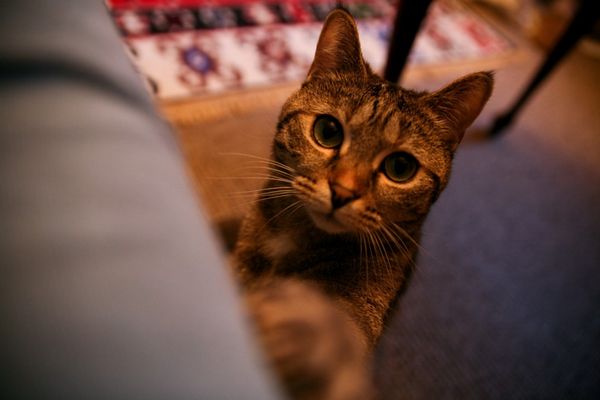 Les chats peuvent rencontrer des difficultés d'adaptation lors d'un déménagement.