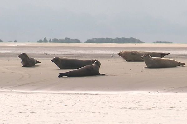 Des phoques de la baie d'Authie, août 2019