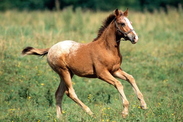 Elevage collaboratif : devenir propriétaire d'un cheval devient accessible 