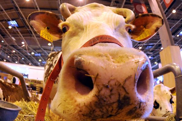 Une vache normande au salon de l'Agriculture de Paris 2015 Porte de Versailles