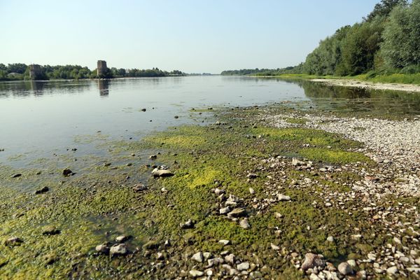 Les cyanobactéries peuvent donner lieu à des colonies massives sur les bords de Loire.