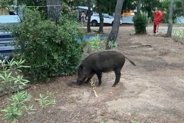 Un des nombreux sangliers présents dans un village de vacances 4 étoiles,  Fréjus, le15 août.