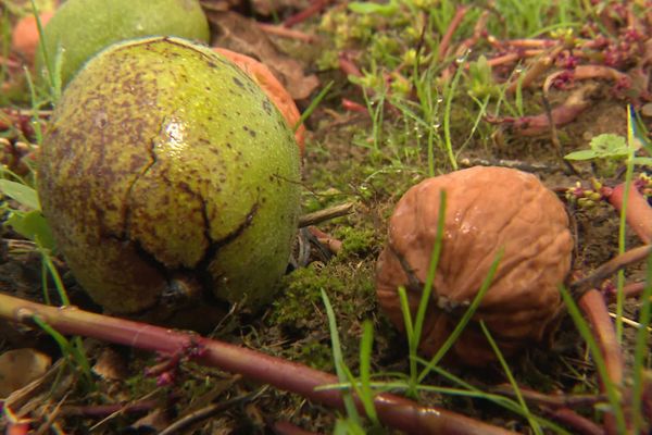 Les noix du Périgord reconnues pour leur qualité doivent jouer la proximité et la qualité bio pour résister à l'invasion des noix industrielles américaines et chiliennes