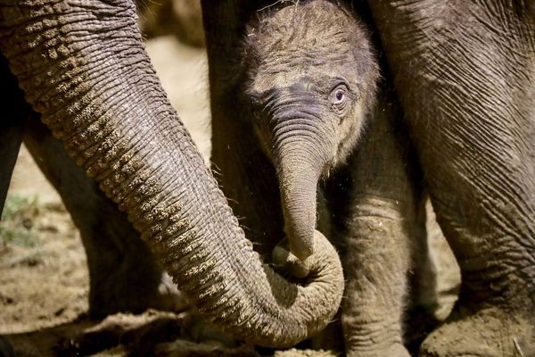 Quel sera le nom du bébé éléphant ? Les soigneurs de Pairi Daiza