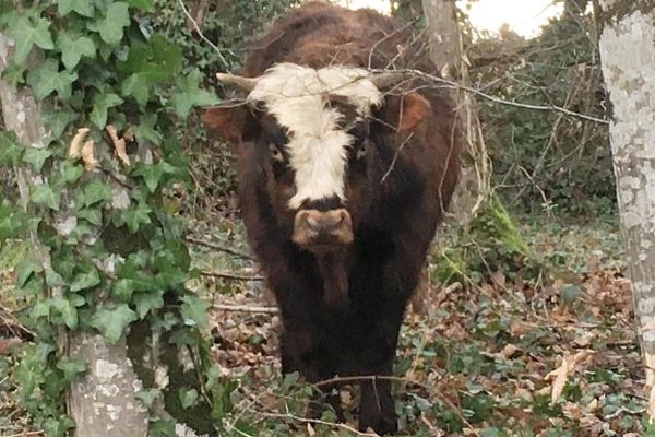 "Bison", le jeune taureau capturé par l'association dans le Cher.