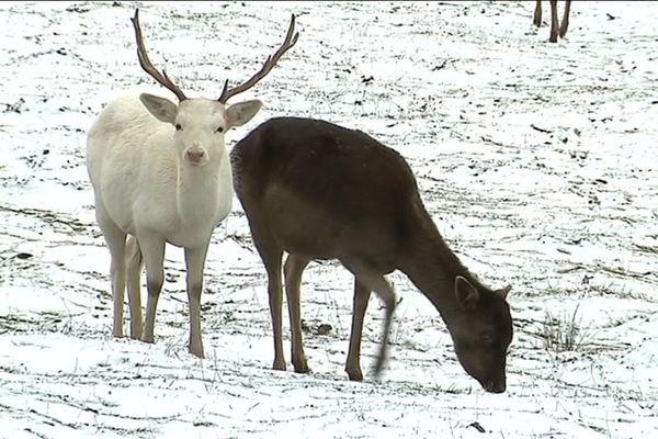 Le troupeau de daims était présent à la Maison du Parc de Saint-Brisson (Nièvre) depuis près de 50 ans.