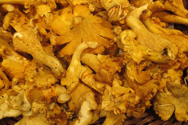 "Girolles"