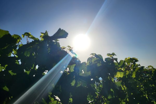 Les vendanges ont commencé sous un soleil de plomb à Montgueux dans l'Aube.