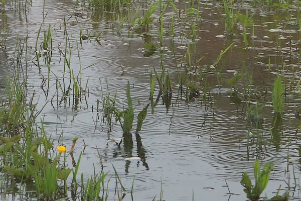 Une "mare" sur la piste de l'hippodrome d'Abbeville, le 10 mai 2023.