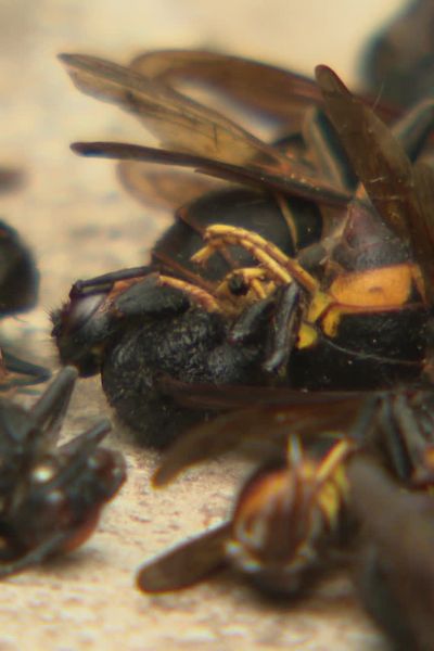 En un mois, Roger Guetaz, apiculteur en Savoie, a attrapé 36 frelons asiatiques près de ses ruches.