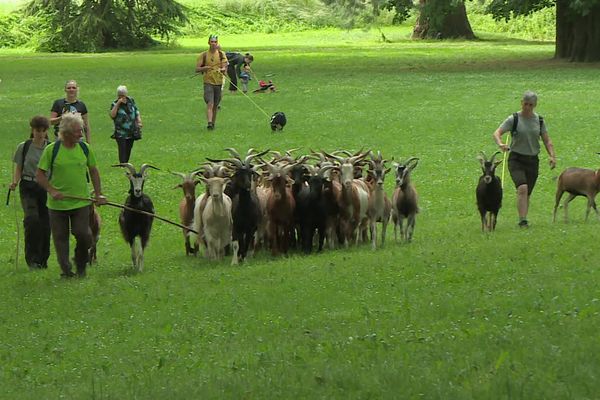 Le troupeau a parcouru 8 kilomètres du parc Chamars au fort de Planoise accompagné de tous les randonneurs qui le désiraient.