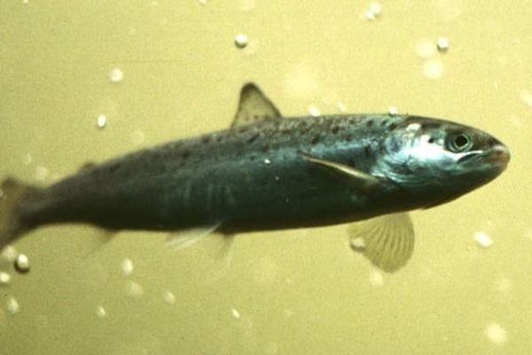 saumon atlantique sur une passe à poisson du bassin de la Loire ( observé par une vitre)