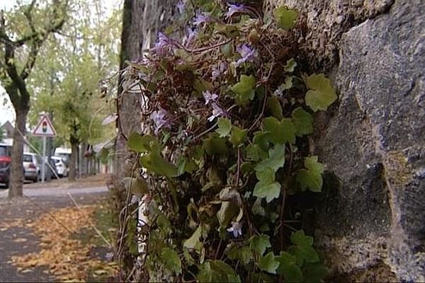 Des techniques existent pour entretenir les espaces publics sans utiliser des produits chimiques et autres herbicides qui polluent les cours d’eau. 