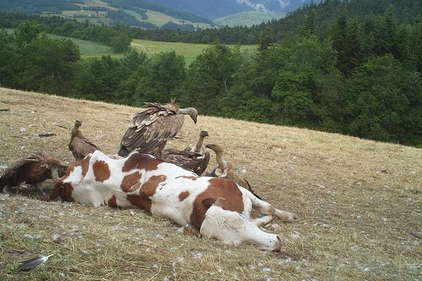 Photo d'archive France 3 Alpes. Le 28 juin dernier, des vautours s'en étaient pris à un troupeau dans le Trièves