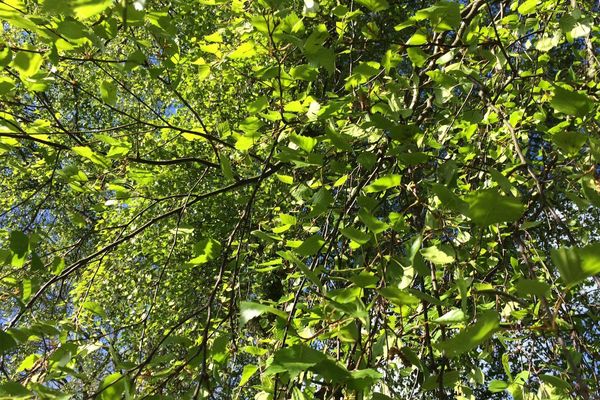 Le pollen de bouleau est un des plus allergènes  