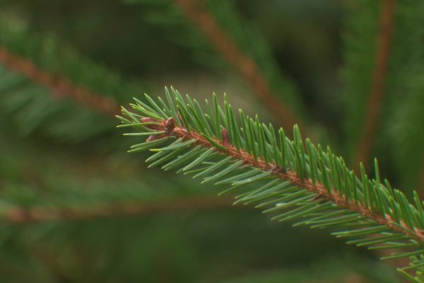 Le sapin de trois mètres du village de Givraines a été volé pendant la nuit du 3 décembre.