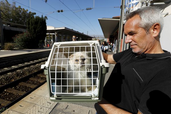 Un chat dans une caisse de transport à la gare d'Antibes le 29 septembre 2023.