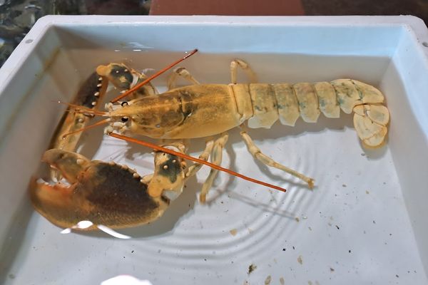 C'est un cas extrêmement rare de homard jaune qui a été pêché au large de Boulogne-sur-Mer