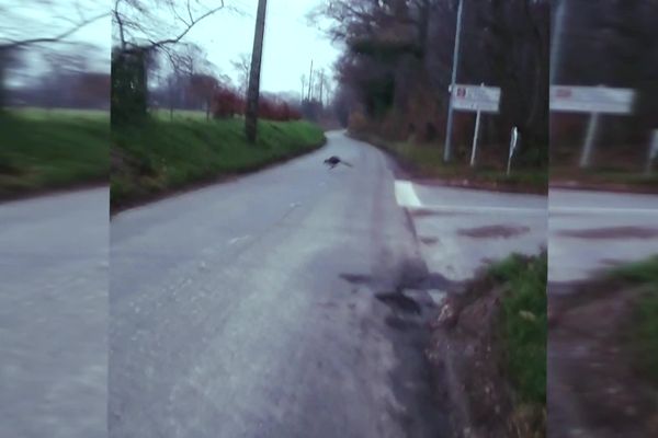 Le wallaby filmé en train de traverser une route de Gommerville  (Seine-Maritime) début décembre 2021.