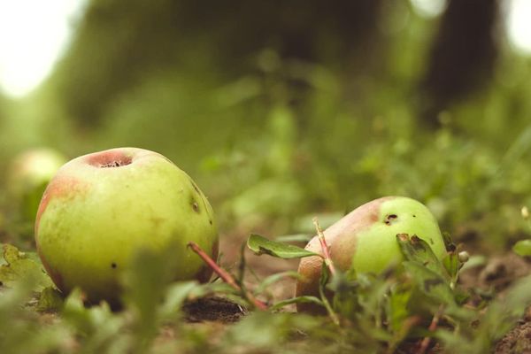 Dans les vergers des boucles de la Seine, ces pommes ont été ravagées par la nuit de gel printanier, le 23 avril 2024