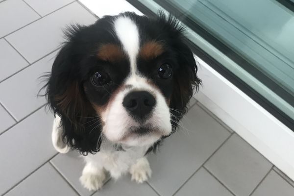 Phoebe permet à sa maitresse de sortir avec son attestation.