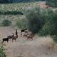 Depuis plusieurs années, un troupeau de 200 chèvres et boucs divaguent dans le massif de Fontfroide dans l’Aude.