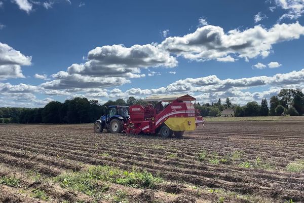 Récolte de pommes de terre en Limousin