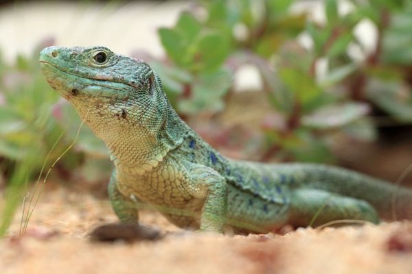 Lézard ocellé du parc animalier Zoodyssée