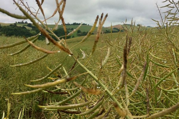 Plans de Colza dans le Lauragais / Aude / 11 juin 2018