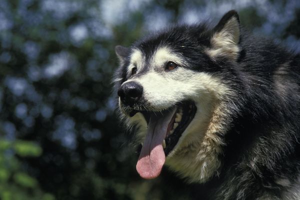 Cinq chiens de la race Malamute de l'Alaska ont attaqué un enfant de 7 ans qui nourrissait dans l'élevage familial.