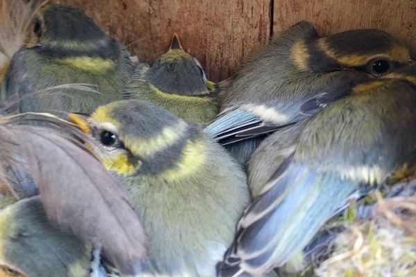 La cuvée 2018 des bébés mésanges de La Lande-Chasles