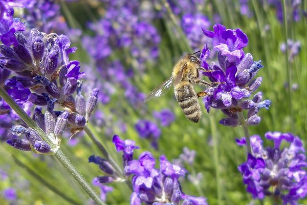 Le Sénat a ouvert la voie à la réintroduction en France de néonicotinoïdes. Ces pesticides sont surnommés les "tueurs d'abeilles".